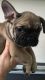 French Bulldog Puppies for sale in Wheatland, WY 82201, USA. price: NA