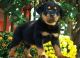 Rottweiler Puppies for sale in Delaware City, DE, USA. price: NA