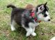 Shepherd Husky Puppies for sale in Sacramento, CA, USA. price: NA
