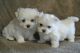 Labrador Retriever Puppies for sale in Swainsboro, GA 30401, USA. price: NA