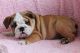 Boxer Puppies for sale in Providence, RI, USA. price: NA