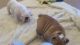 Havanese Puppies for sale in Chesterfield, MI 48051, USA. price: NA