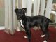 Rat Terrier Puppies for sale in Helena, MT, USA. price: NA