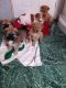 Mixed Puppies for sale in Berkeley, CA, USA. price: NA