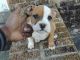 American Bully Puppies for sale in Springfield, MA, USA. price: NA