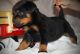 Rottweiler Puppies for sale in Bairoil, WY 82322, USA. price: NA
