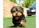 Yorkshire Terrier Puppies for sale in Pierre, SD 57501, USA. price: NA