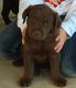 Labrador Retriever Puppies for sale in Pattonville, TX 75468, USA. price: NA
