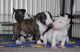 Bull Terrier Miniature Puppies for sale in Los Angeles, CA, USA. price: NA