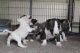 Bull Terrier Miniature Puppies for sale in Fargo, ND, USA. price: NA