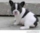 French Bulldog Puppies for sale in Omaha, NE, USA. price: NA