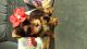 Yorkshire Terrier Puppies for sale in Huntsville, AL, USA. price: $600
