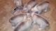 Siberian Husky Puppies for sale in Matawan, NJ 07747, USA. price: $300