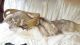 Siberian Husky Puppies for sale in Matawan, NJ 07747, USA. price: $250
