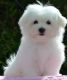 Maltese Puppies for sale in Acadia Valley, AB T0J, Canada. price: NA