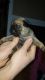 American Staghound Puppies for sale in Austin, TX, USA. price: NA