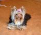 Yorkshire Terrier Puppies for sale in Belgrade, MT 59714, USA. price: NA