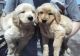 Golden Retriever Puppies for sale in El Paso, TX, USA. price: NA
