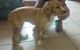 American Cocker Spaniel Puppies for sale in Fort Lauderdale, FL, USA. price: NA