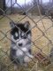 Alaskan Husky Puppies for sale in Albion, MI 49224, USA. price: $500