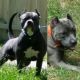American Pit Bull Terrier Puppies for sale in Glendale, WI, USA. price: $500