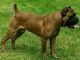 Cane Corso Puppies for sale in Bellaire, OH 43906, USA. price: NA