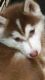 Siberian Husky Puppies for sale in Peoria, IL, USA. price: $400