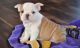 English Bulldog Puppies for sale in Florida, USA. price: NA