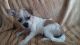 Jack Russell Terrier Puppies for sale in Riverside, CA, USA. price: $200