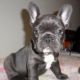 French Bulldog Puppies for sale in Acadia Valley, AB T0J, Canada. price: NA