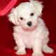 Maltese Puppies for sale in Aberdeen, MD, USA. price: NA