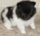 Pomeranian Puppies for sale in Richmond, KY, USA. price: NA