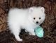 Pomeranian Puppies for sale in Alderson, WV 24910, USA. price: NA