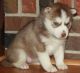 Siberian Husky Puppies for sale in Flint, MI, USA. price: NA