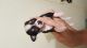 Chihuahua Puppies for sale in Greeneville, TN, USA. price: NA