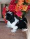 Shih Tzu Puppies for sale in Pomeroy, OH, USA. price: NA