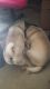Puggle Puppies for sale in Visalia, CA, USA. price: NA