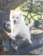 American Eskimo Dog Puppies for sale in Jacksonville, FL, USA. price: $650