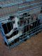 Catahoula Leopard Puppies for sale in Pueblo, CO, USA. price: NA