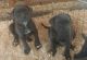 Cane Corso Puppies for sale in Lincoln House, 1-3 Brixton Rd, London SW9 6DE, UK. price: 1800 GBP