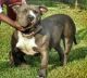 American Bully Puppies for sale in Anchorage, AK, USA. price: $350