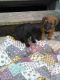 Mixed Puppies for sale in Savannah, GA, USA. price: NA