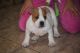 American Bully Puppies for sale in Port St Lucie, FL, USA. price: $1,500