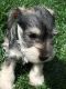 Schnauzerdor Puppies for sale in Aurora, CO, USA. price: $700