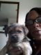 Shorkie Puppies for sale in Flint, MI, USA. price: NA