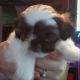Shih Tzu Puppies for sale in Jonesboro, GA, USA. price: $350