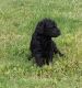 Golden Doodle Puppies for sale in Mechanicsburg, OH 43044, USA. price: NA