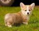 Pembroke Welsh Corgi Puppies for sale in Ansonia, CT, USA. price: NA
