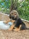 Bloodhound Puppies for sale in Chicago, IL, USA. price: NA