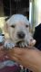 Labrador Retriever Puppies for sale in Athens, GA, USA. price: NA